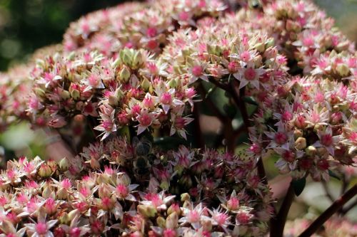 flowers stonecrop big fat hen