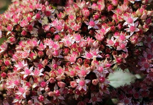 flowers stonecrop big fat hen