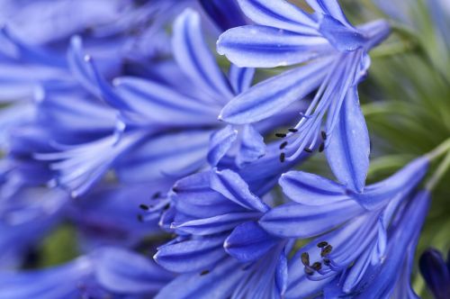 flowers blue flora