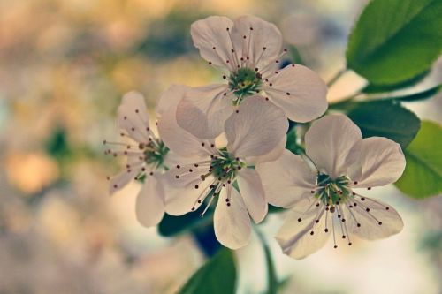 flowers green white