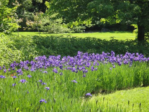 flowers park landscape