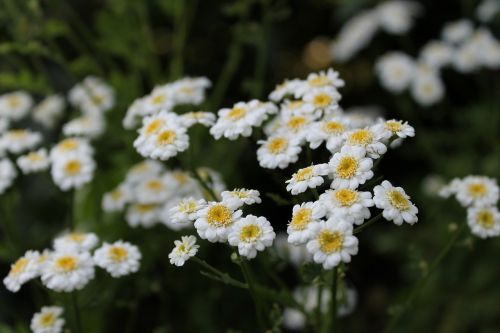 flowers white nature