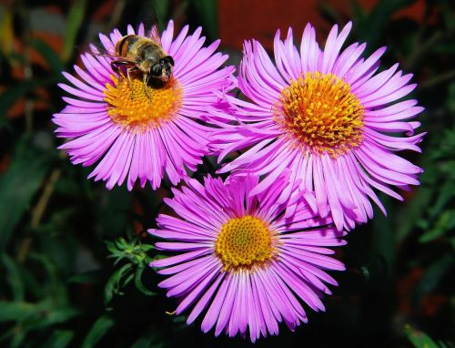 flowers purple plant