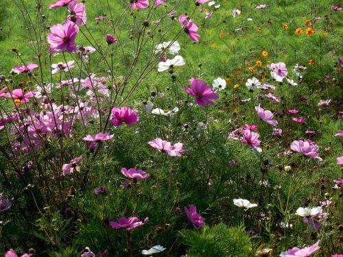 flowers nature plant