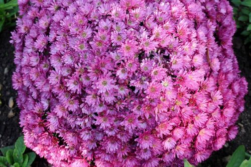 flowers asters inflorescences