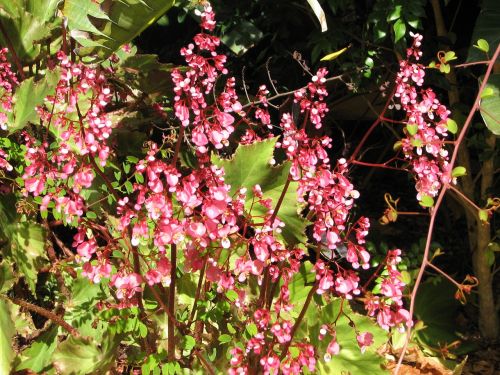 flowers pink bloom