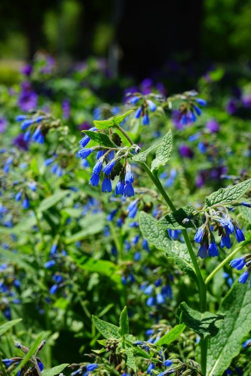 flowers blue bush