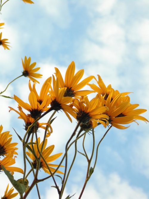 flowers yellow sky