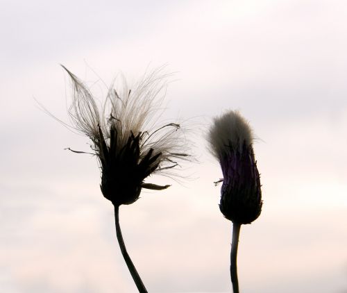 flowers flowers in pairs two flowers