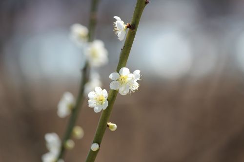 flowers tree blooms white flower