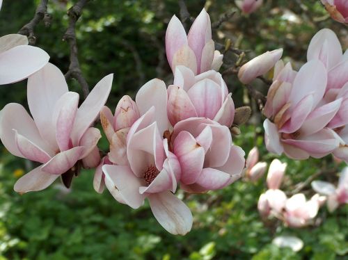 flowers spring magnolia