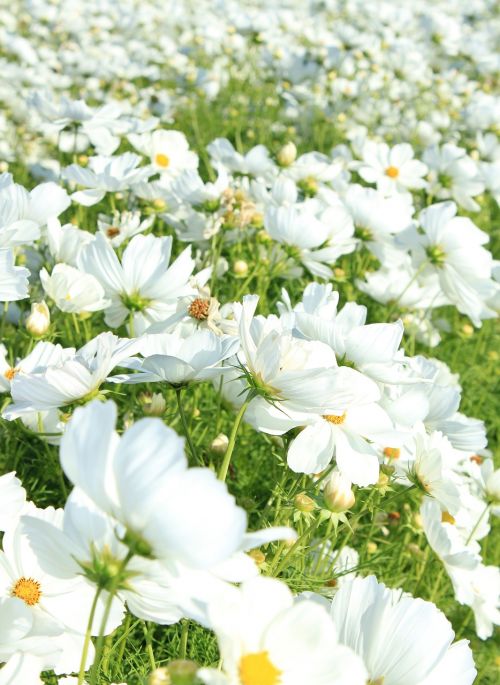 flowers white field