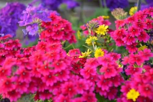 flowers colorful garden