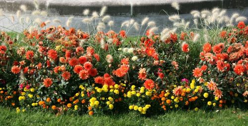 flowers garden flowerbed