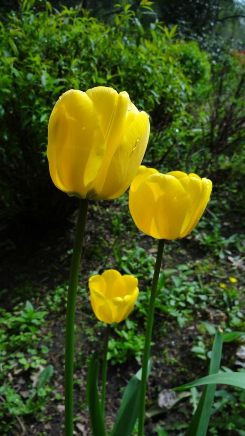 flowers tulips garden