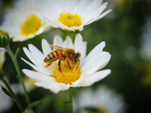 flowers bee honey