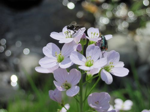 flowers flower insect