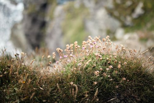 flowers cliff grass