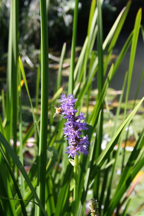 flowers violet nature