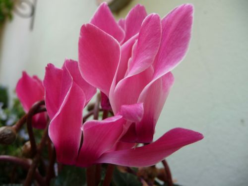 flowers cyclamen ornamental plant