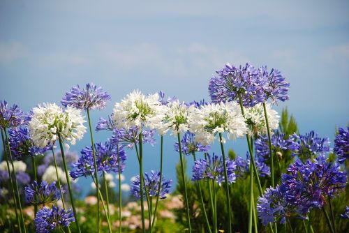 flowers plants vegetation