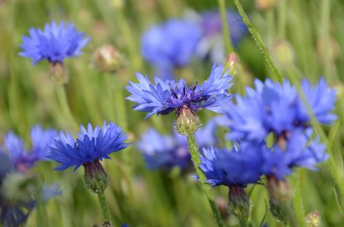 flowers pfloanzen blue