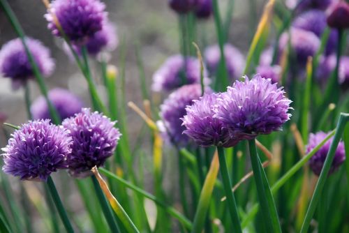 flowers purple nature