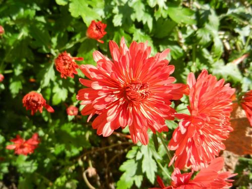 flowers garden nature