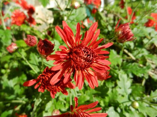 flowers red garden