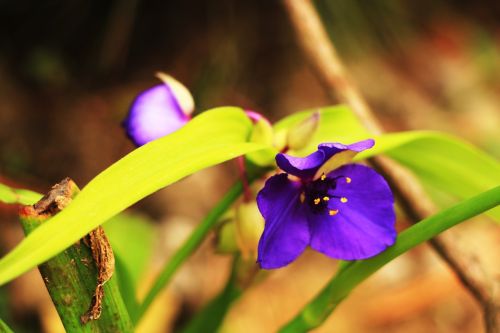 flowers violet pine-mushrooms