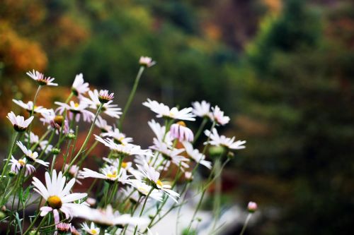 flowers white flower flower gardens