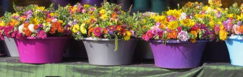 flowers flower pots plant