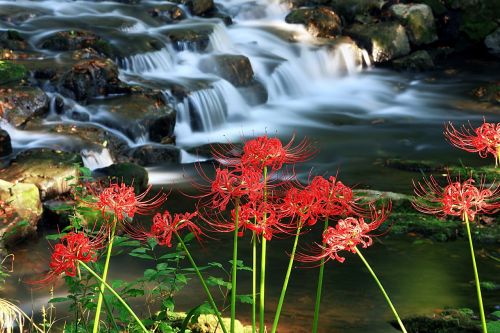 flowers nature flowers for