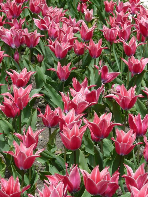 flowers tulips colorful