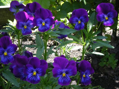 flowers nature purple flowers