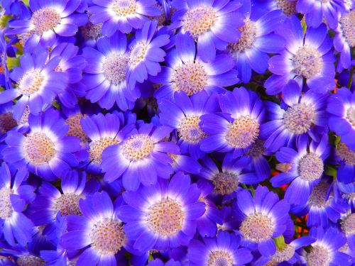 flowers blue bouquet