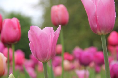 flowers tulips spring