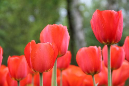 flowers tulips spring