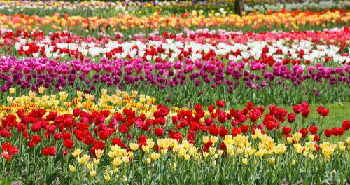 flowers tulips spring