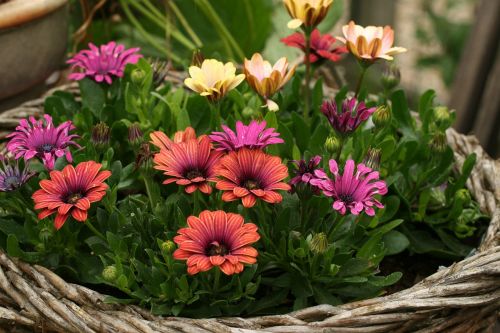 flowers flower basket garden