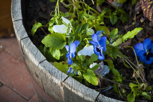 flowers plant garden