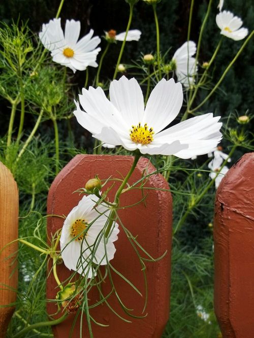 flowers white fence