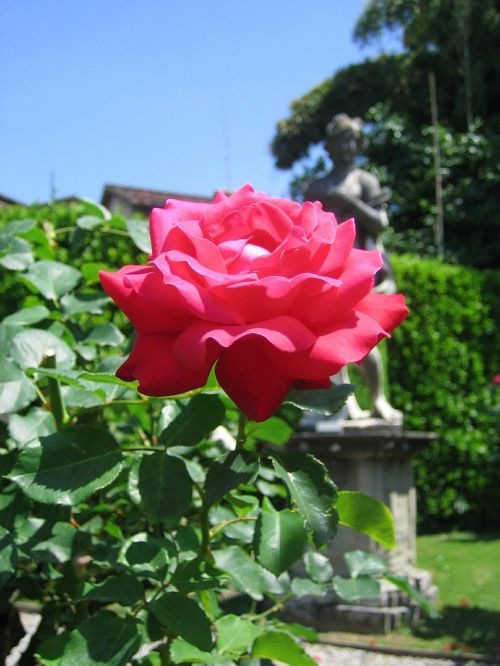 flowers red rose plant