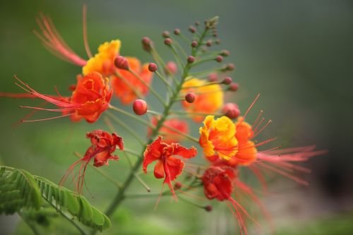 flowers nature plant