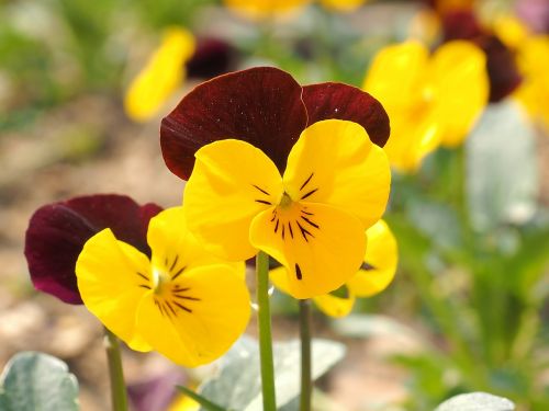 flowers yellow spring flowers