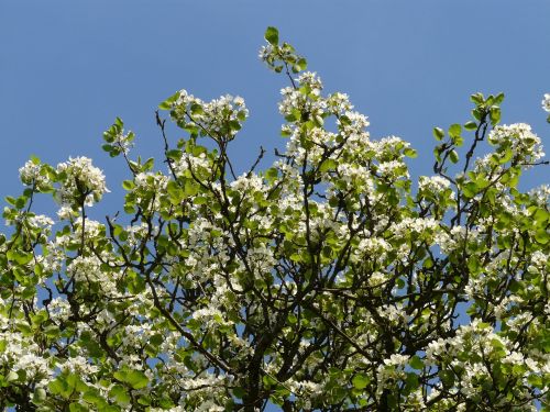 flowers white pear