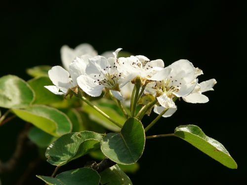 flowers white pear