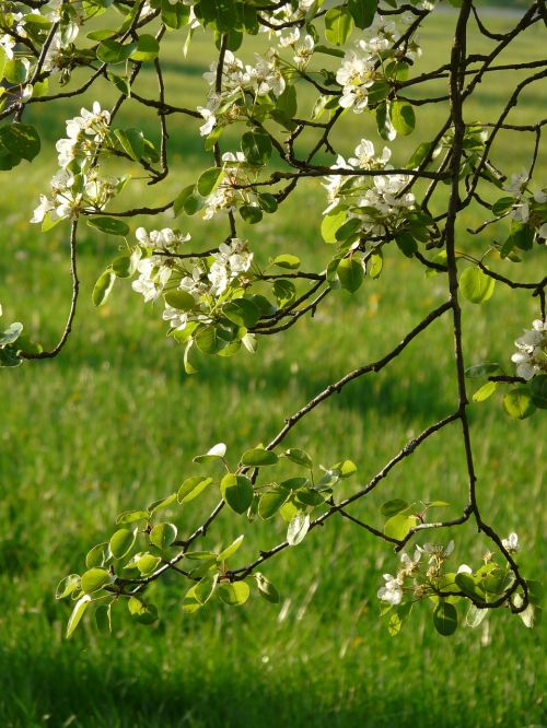 flowers white pear