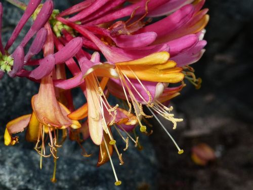 flowers hanging cluster