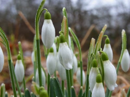 flowers meadow plant